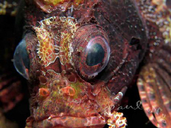 Lion Fish by Paul Ng 